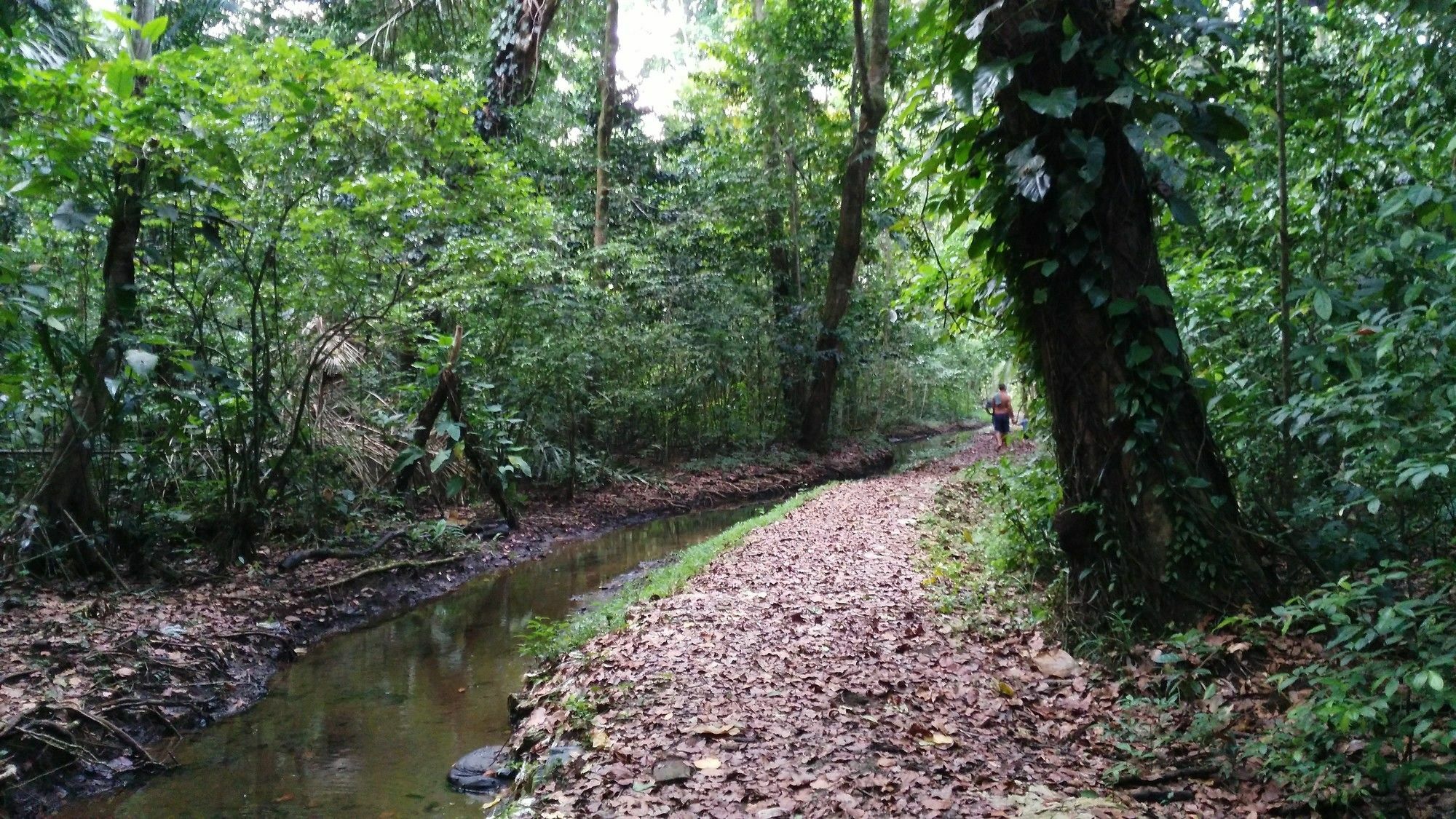 Lirio Lodge Barra de Pacuare エクステリア 写真