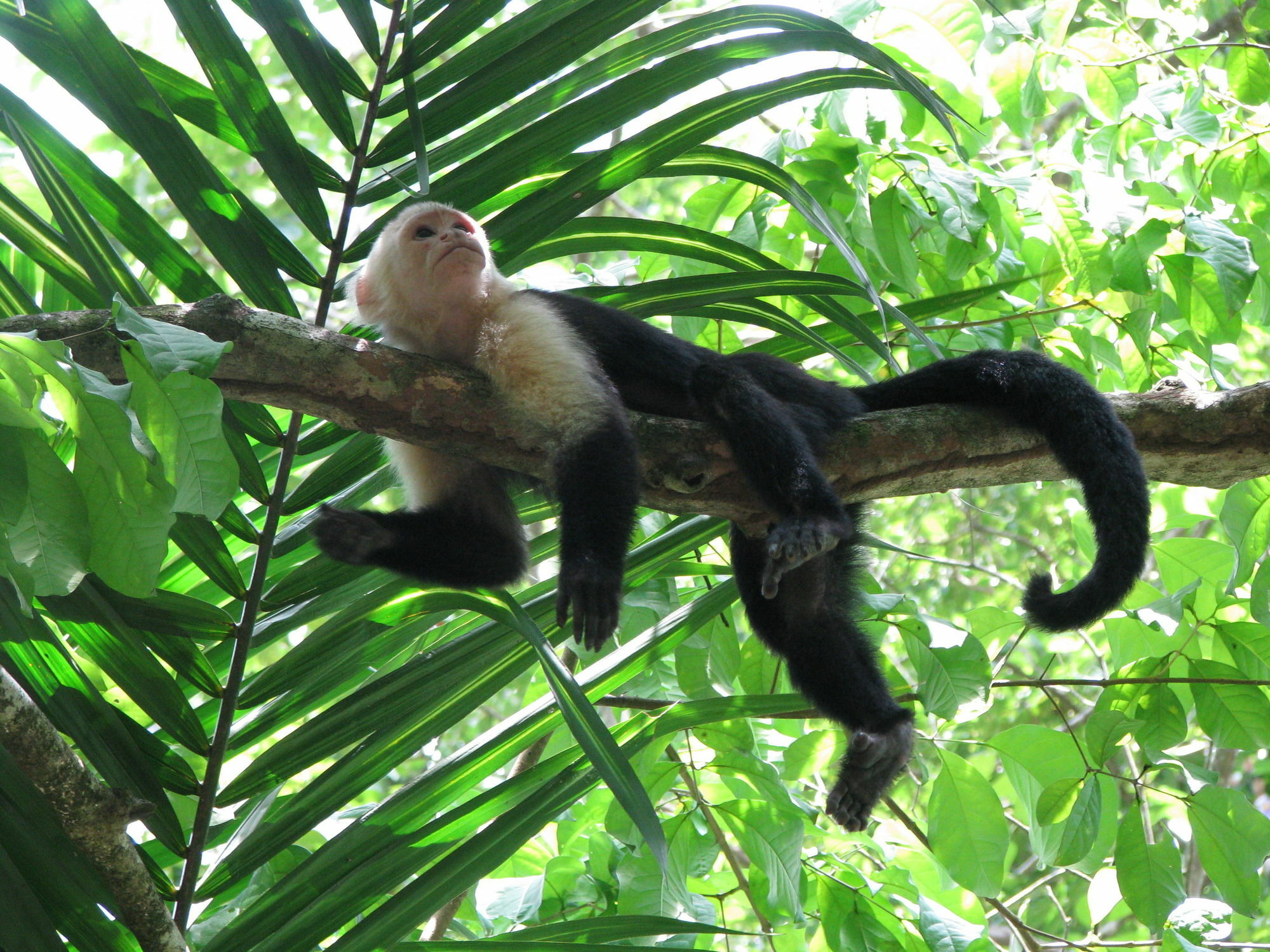 Lirio Lodge Barra de Pacuare エクステリア 写真