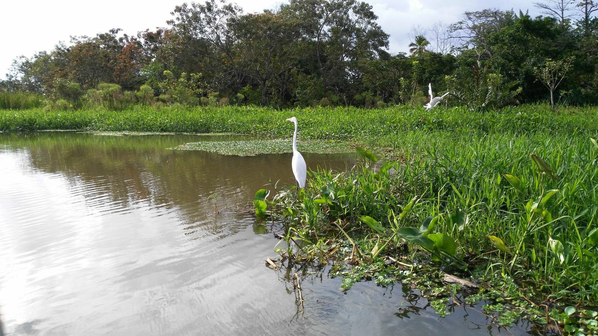 Lirio Lodge Barra de Pacuare エクステリア 写真
