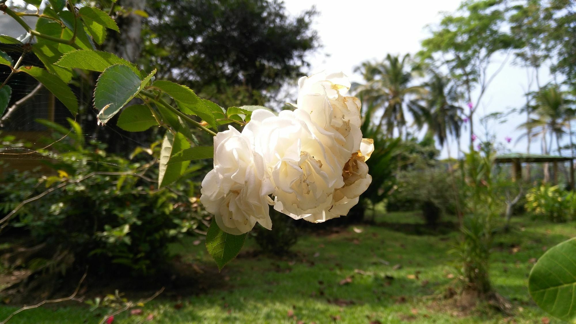 Lirio Lodge Barra de Pacuare エクステリア 写真